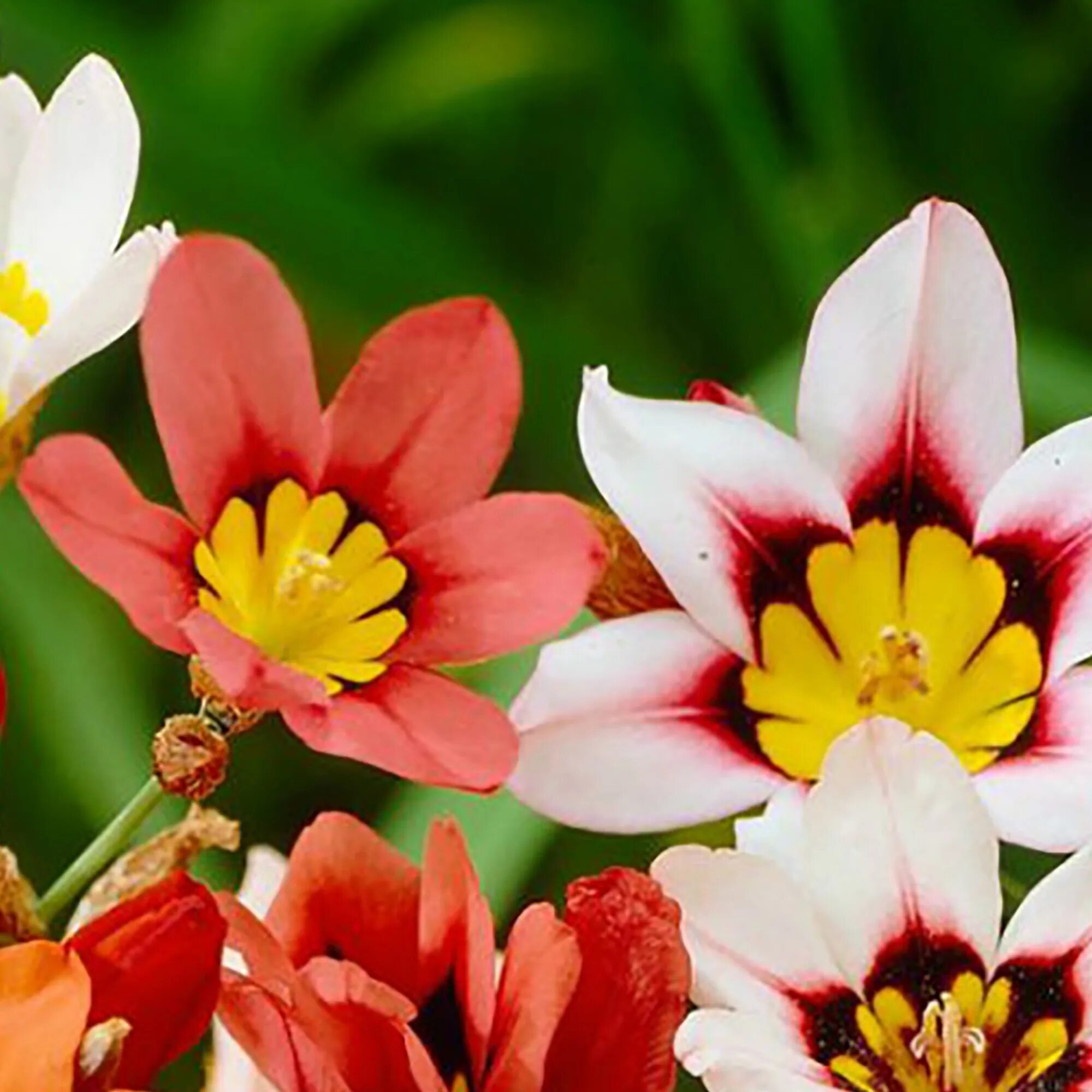 Спараксис. Спараксис Tricolor. Спараксис (Sparaxis). Спараксис микс. Спараксис (Sparaxis) Tricolor.