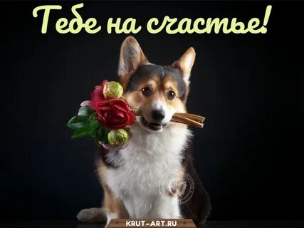 День корги картинки