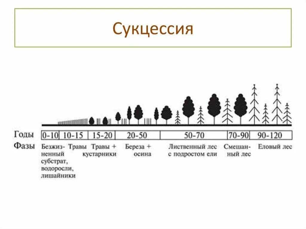 Вторичная сукцессия схема. Первичная экологическая сукцессия. Фазы сукцессии схема. Этапы первичной сукцессии. Последовательность этапов сукцессии