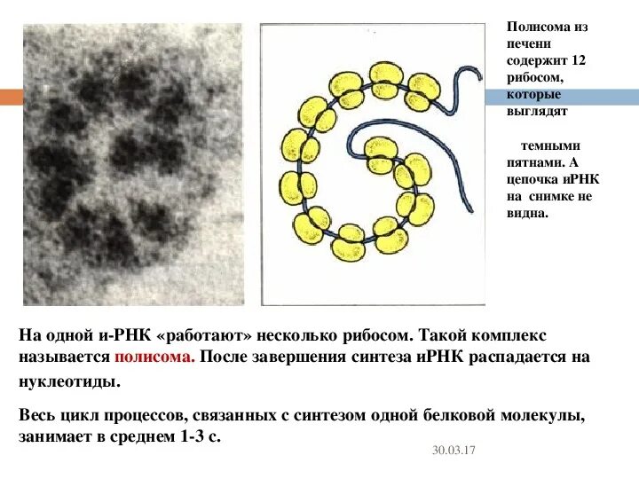 Рибосомы содержит нуклеиновые кислоты. Рибосомы полисомы строение. полисомы строение и функции. полисома синтез белка. полисома рнк.