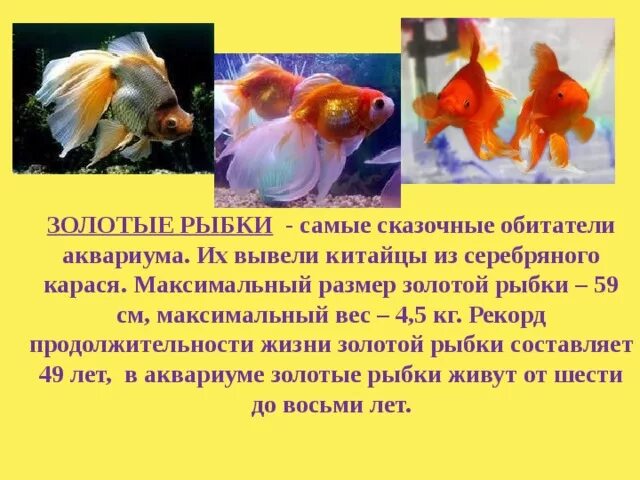 Информация о аквариумных рыбках. Рассказ рыбки в аквариуме. Аквариумные рыбки доклад. Рассказ о аквариумных рыбках золотая рыбка. Рассказ рыбки в аквариуме.