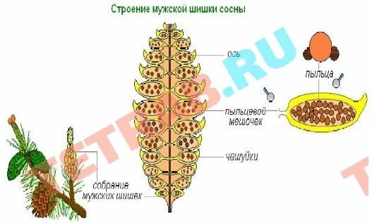 Чешуйка мужской шишки. Строение шишки сосны. Строение шишек сосны. Строение мужской шишки сосны. Внешний вид мужских шишек.