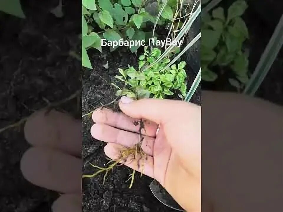 Как размножить барбарис тунберга черенками. Черенкование барбариса. как размножается барбарис. как черенковать барбарис. как укоренить барбарис черенками.