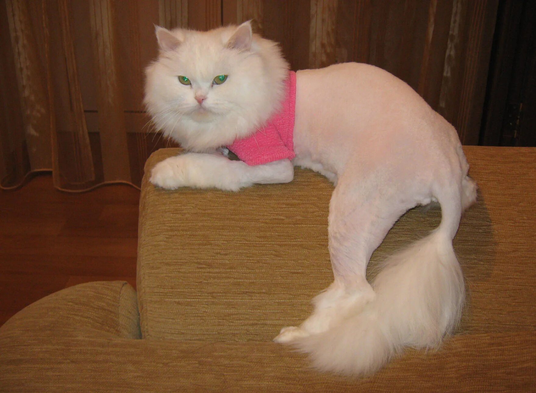 необычные стрижки кошек. стрижка собак и кошек. груминг для кошек в егорьевске. стрижка кошек и собак на дому. грумер для кошек.