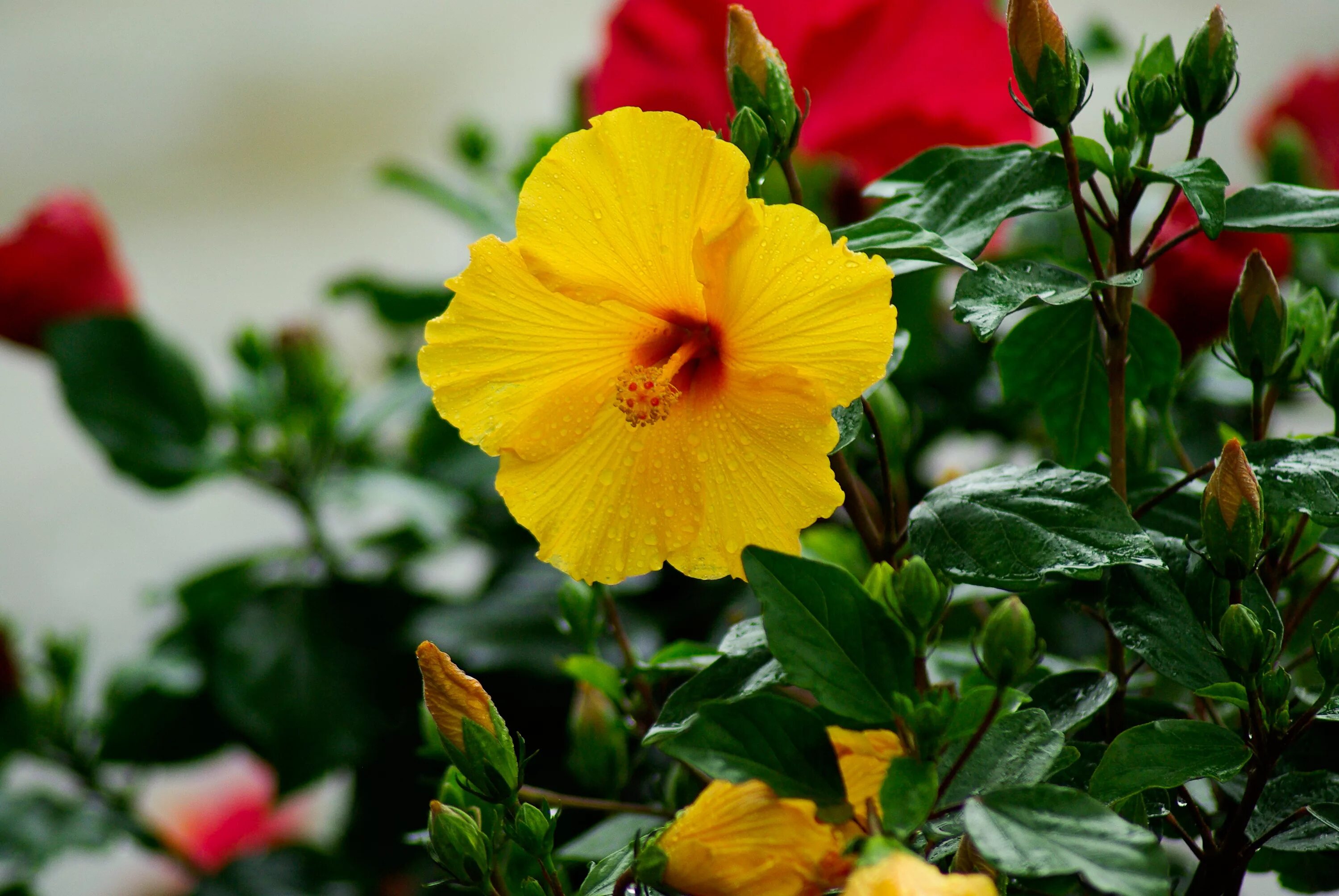 Гибискус фото. Гибискус Adonis Yellow. Желтая роза гибискус. Гибискус садовый желтый. Китайская роза гибискус желтый цветок.