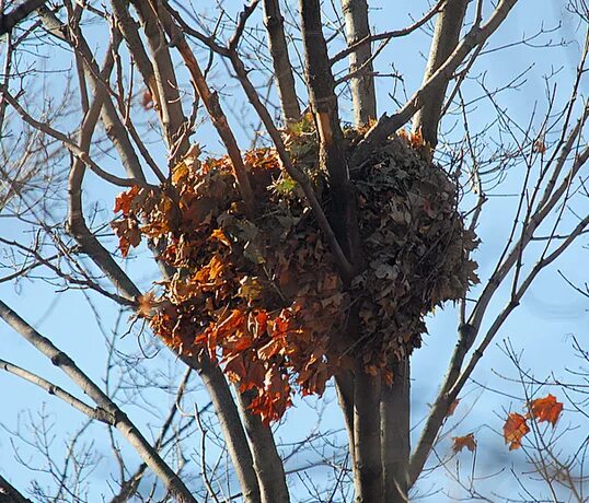 Белка гайно. Беличье гайно. Белка летяга в гнезде. Гнездо белки гайно. Гнездо белки беличье гнездо.