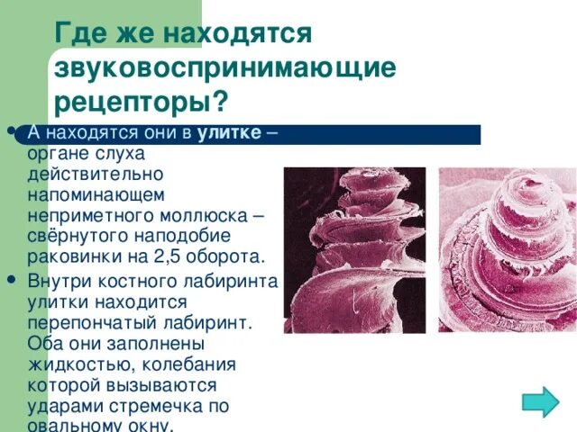 Рецепторы слуховой сенсорной системы. Слуховой анализатор локализация рецепторов. Где слуховые рецепторы. Где расположены рецепторы слухового анализатора. Рецепторы слухового анализатора находятся в улитке.