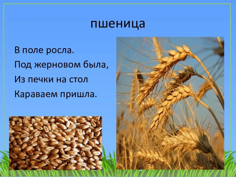 Пшеница с надписью. Зерновые презентация. Зерновые культуры презентация. Пшеница с надписью для детей. Вырастет колос