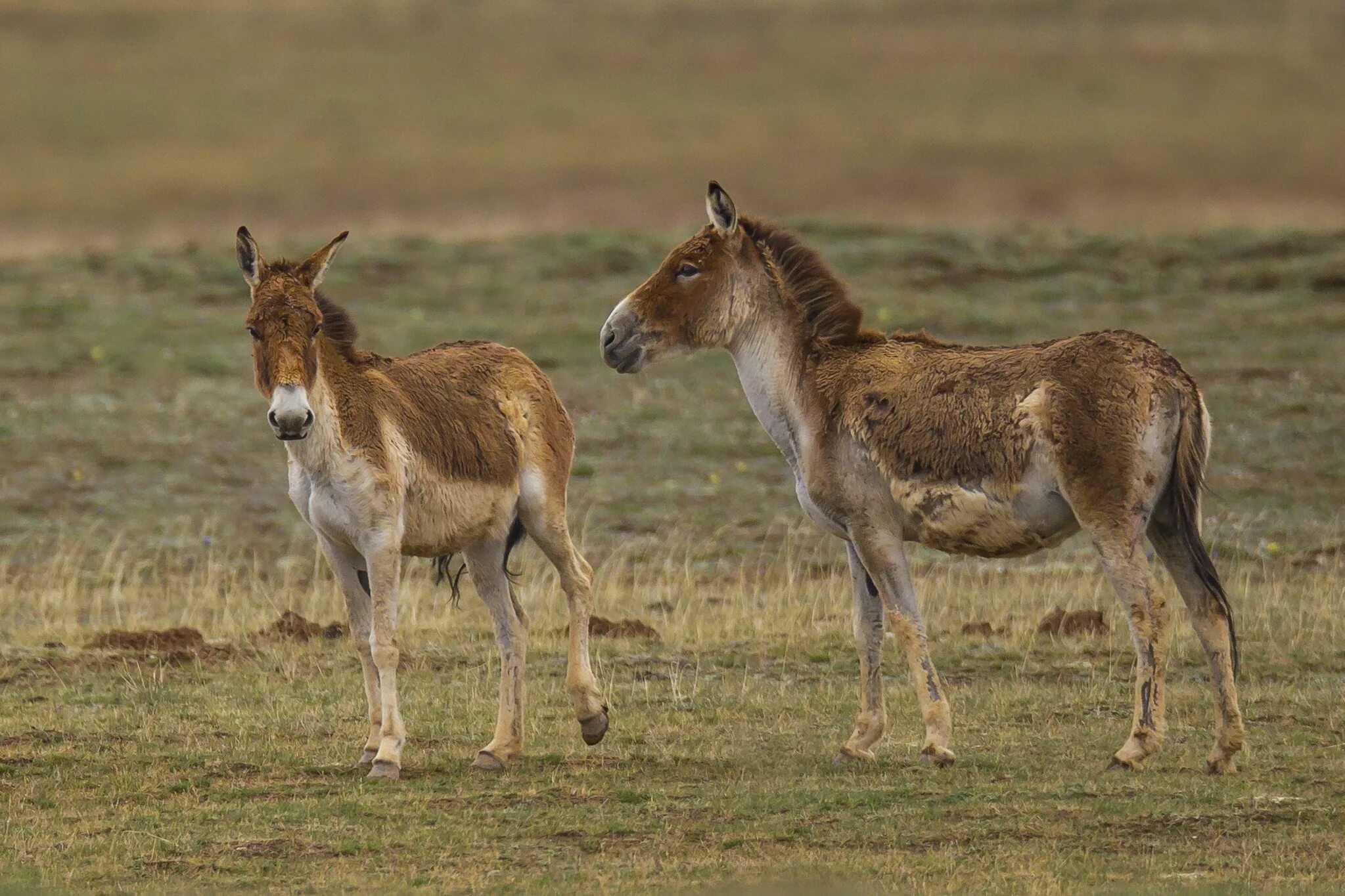 Дикий осел сканворд. Кианг (Equus Kiang). Тибетский Кианг. Кулан, лошадь Пржевальского, осел. Кианг Китай.