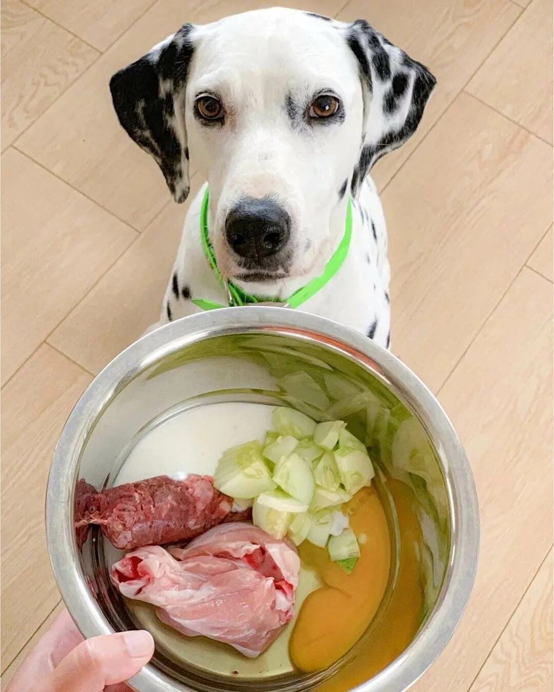 Где кормят собак. Еда для собак. Натуральная пишадля собак. Натуральное питание для собак. Еда для собак натуралка.