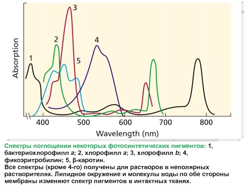 Спектр поглощения растительных пигментов. Спектр поглощения пигмента хлорофилла. УФ спектр хлорофилла а. Спектры поглощения фотосинтетических пигментов.