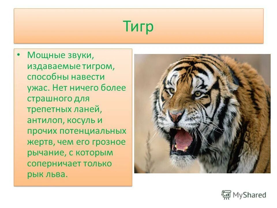 амурский тигр рычит. какие звуки издает тигр. фото тигра. какие звуки издает тигр. насколько силен тигр.