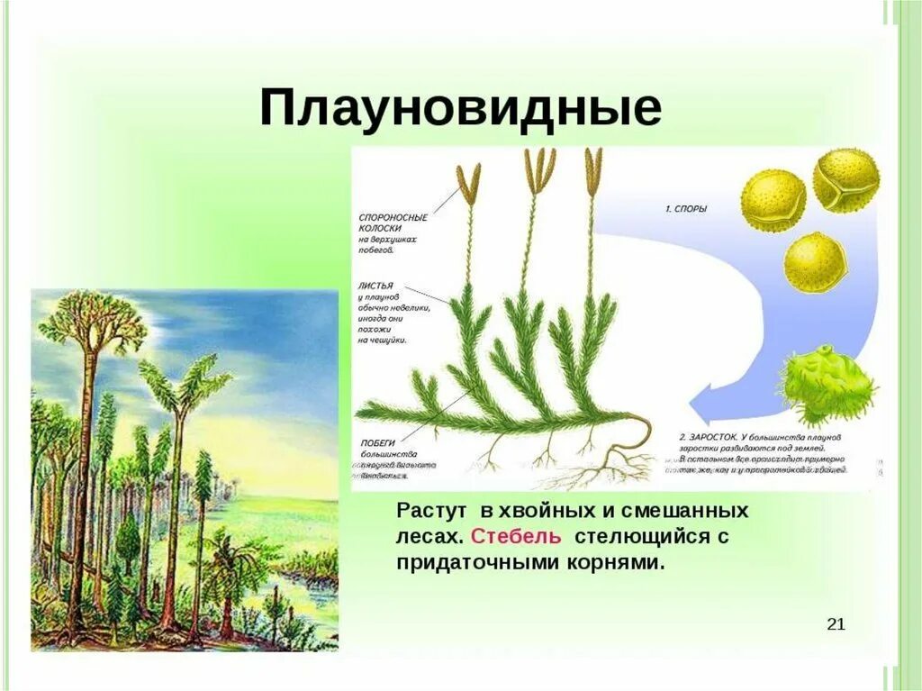 Плауны 5 класс биология. Подцарство плауны. Высшие споровые растения строение. Строение стебля плауна булавовидного. Побег плауна булавовидного.
