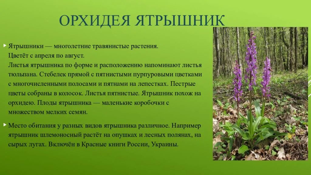 Растение леса сообщение 4 класс