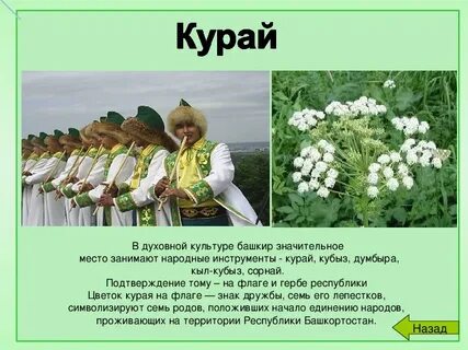 Цвета курая