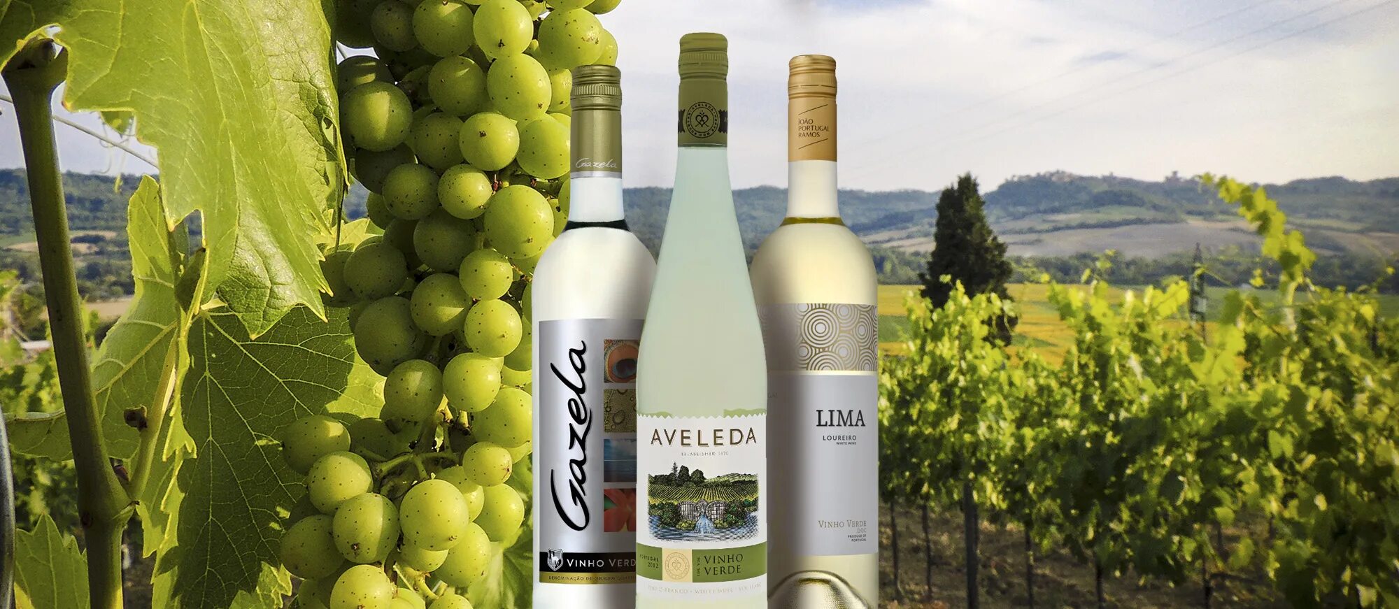 Вино виньо верде профеция. Вино виньо верде белое португалия. Вино vinho verde португалия. Вино винью верде альту лима. Вино ла манча кастилло де кованегра айрен белое.