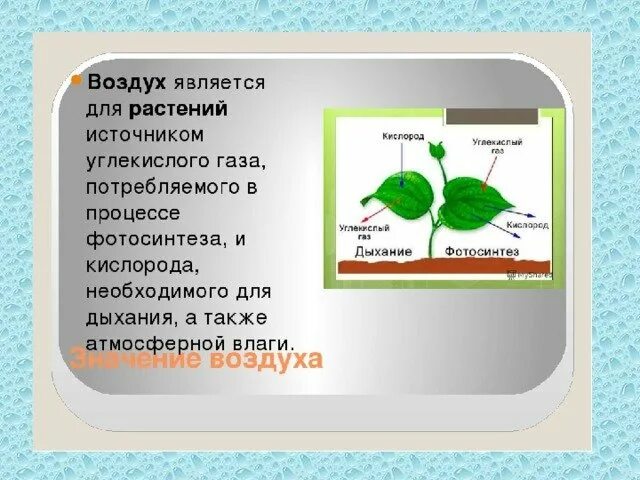 Значение воздуха для растений. Роль воздуха в жизни растений. Роль воздуха в жизни растений и животных. Значение воздуха для растений животных и человека.