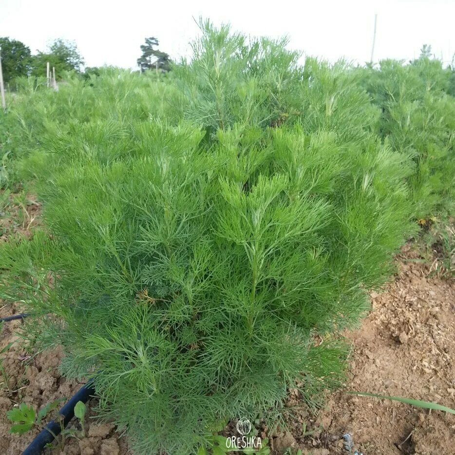 Полынь-абротан(artemisia abrotanum). Полынь древовидная артемизия. Полынь кола. Полынь древовидная божье дерево. Полынь кола.