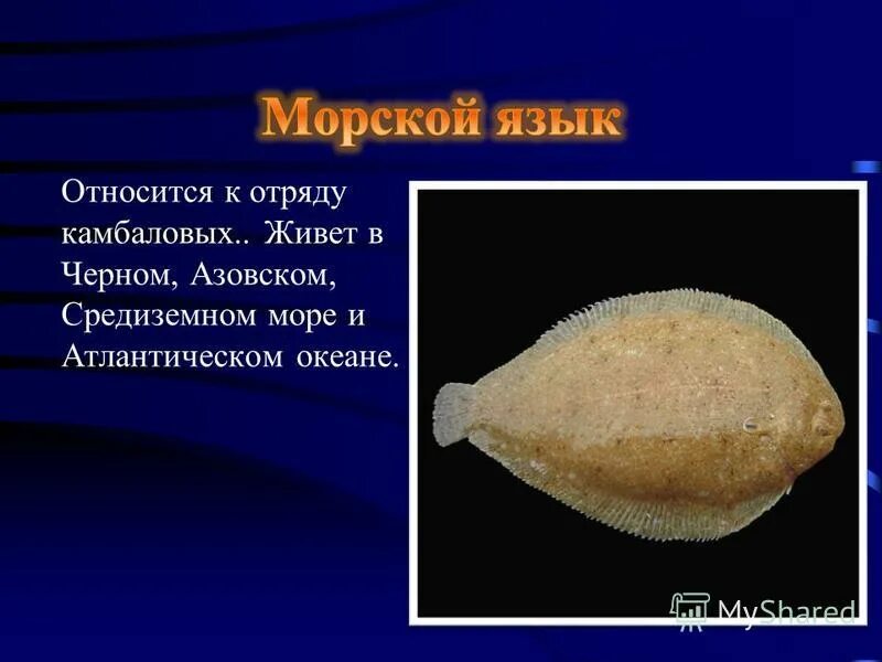 Морской язык. Морской язык рыба. Семейство камбаловых. Как выглядит морской язык. Морской язык польза и вред