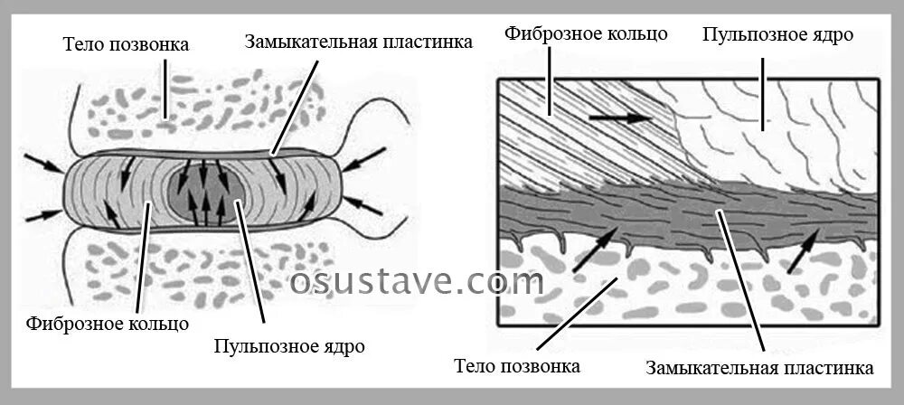 Замыкательные пластинки уплотнены