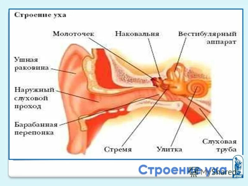 Структура уха человека схема. Строение уха человека анатомия рисунок с подписями. Строение уха человека анатомия схема. Схематическое строение уха.