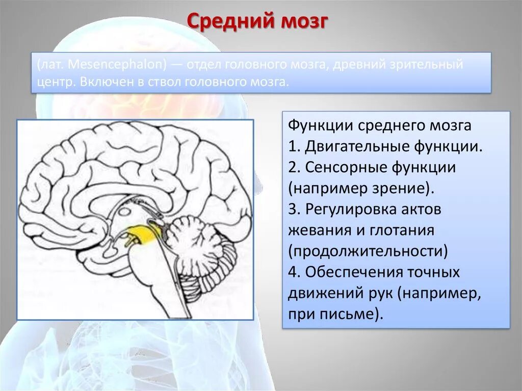 Средний мозг. Средний мозг человека строение. Средний мозг строение. Строение среднего мозга. Функции структур среднего мозга