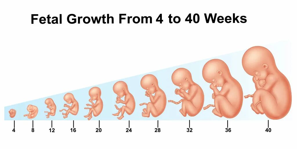 Фазы развития ребенка в утробе. Фазы развития ребенка эмбриона в утробе. Стадии роста плода. Стадии развития ребенка в животе.