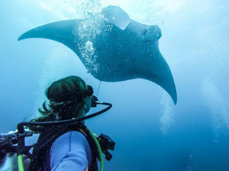 Ханифару бэй манты. Манты на бали снорклинг. Скат на бали. Emerald maldives снорклинг. Манты на бали.