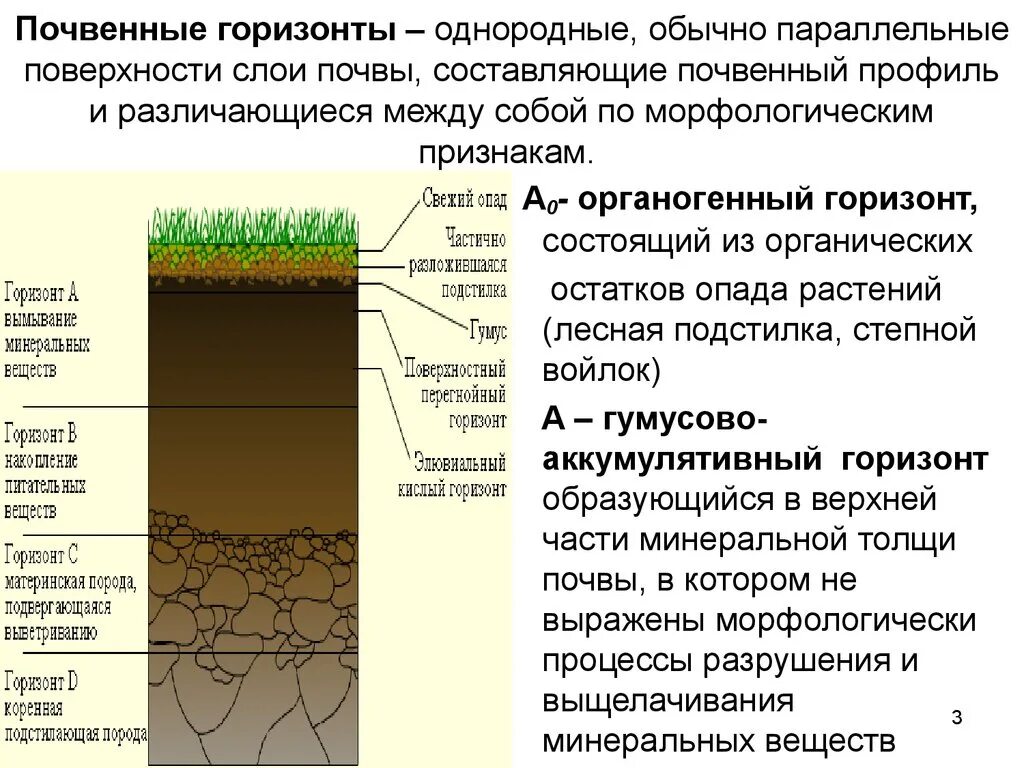 Материнская порода гумусовый вымывания вмывания. Строение почвы почвенные горизонты. Структура почвы почвенные горизонты. Почвенный Горизонт а0. Гумусовый почвенный Горизонт почвы.