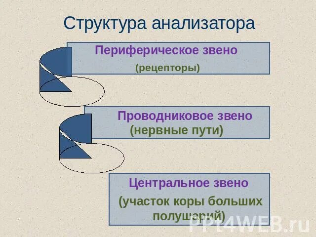 Периферическое звено анализатора. Схема звеньев анализатора. Периферическое звено проводниковое звено центральное звено. Анализатор равновесия периферическое звено.