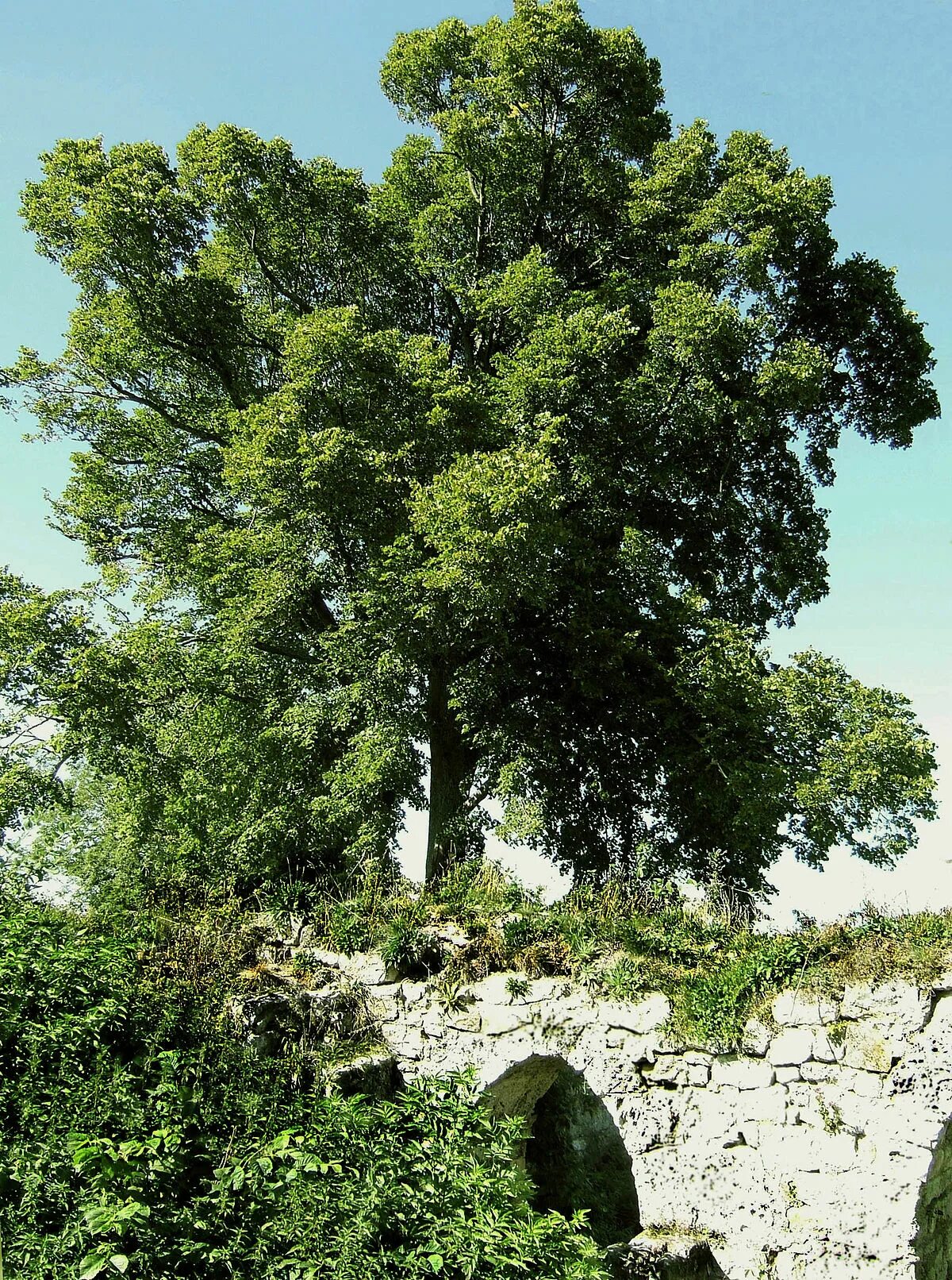 Дерево талий. Белолиственница дерево краснодарский. бук восточный – fagus orientalis. бук дерево. буковые деревья названия.