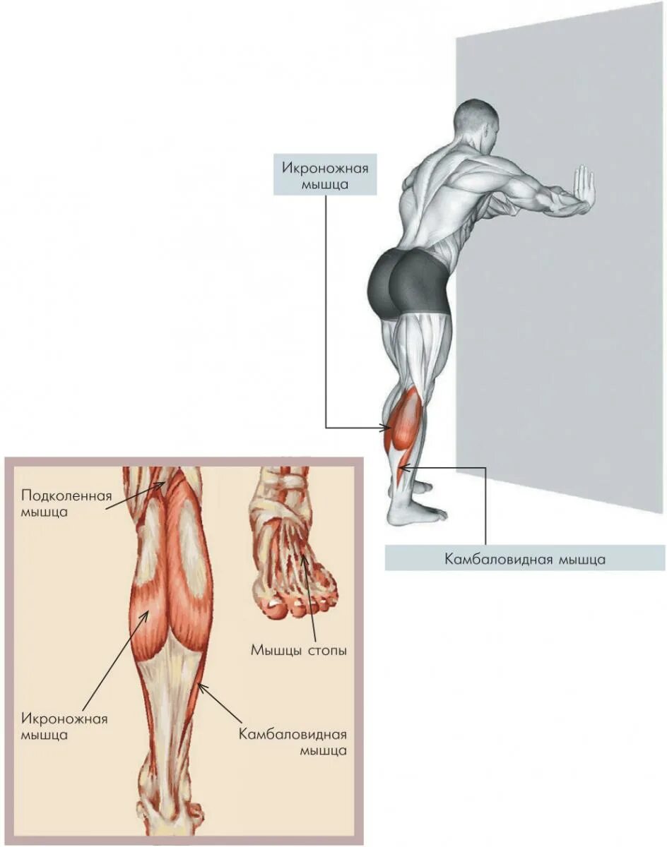 Икроножная мышца какая ткань. Камбаловидная мышца упражнения для растяжки. Мышцы голени камбаловидная мышца. Икроножная мышца анатомия. Упражнения для икроножных мышц.