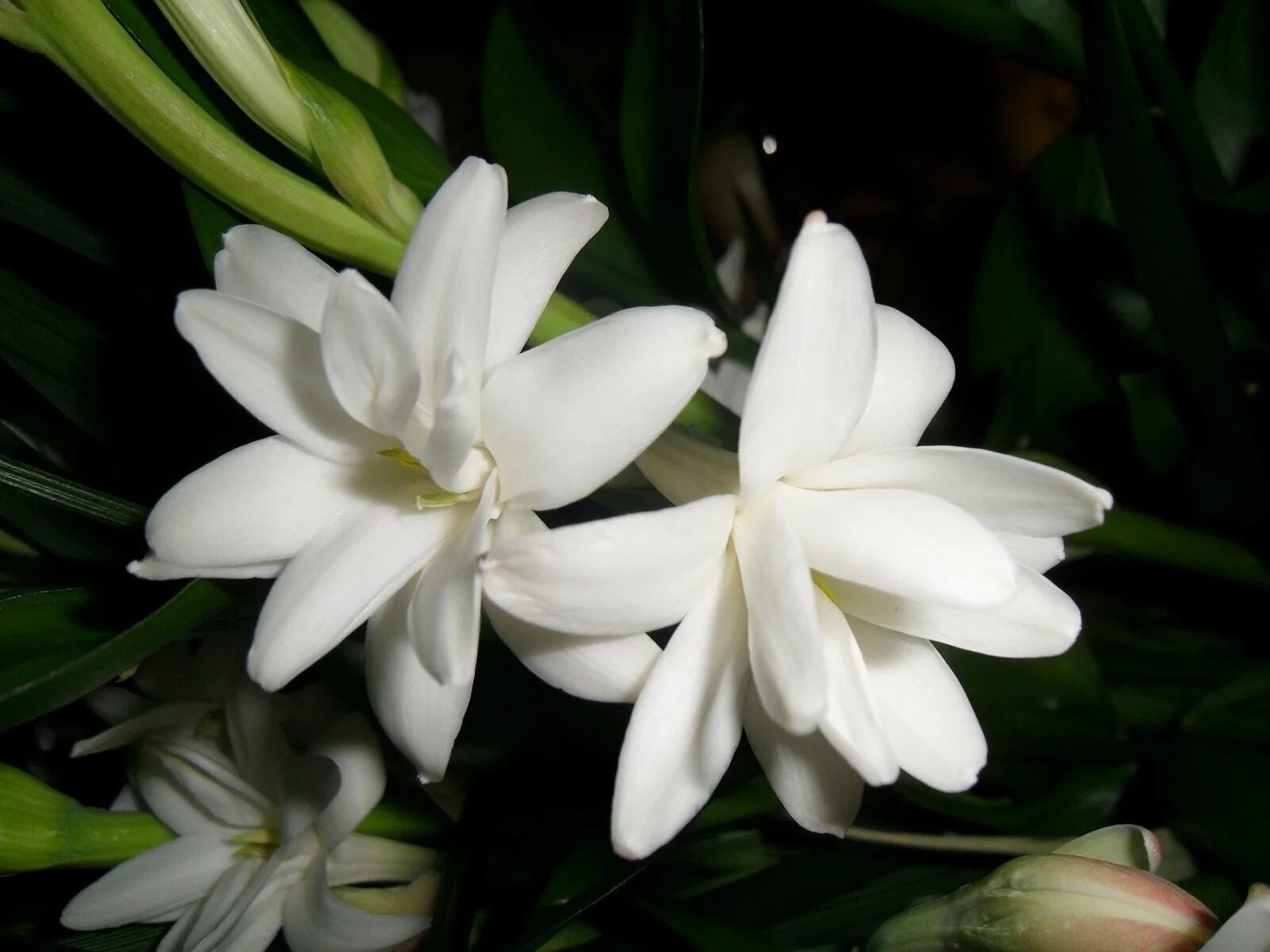 Tuberose. Полиантес Тубероза. Тубероза (Polianthes tuberosa). Тубероза (полиантес клубненосный). Тубероза Гардения цветок.