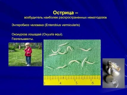 Геогельминты