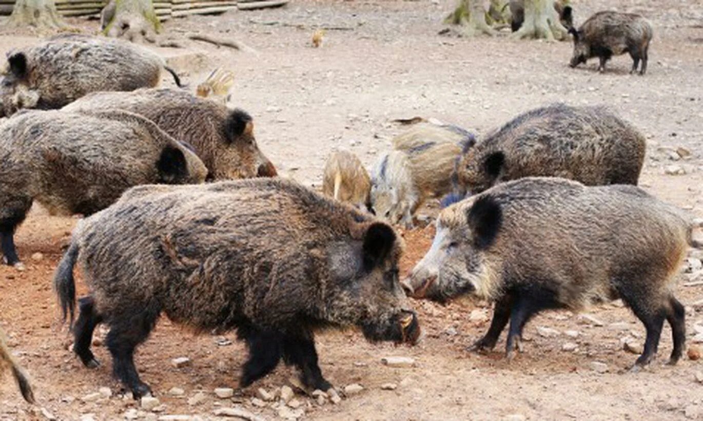 Нежвачные пекари. Кабан хабаровский край. Кабаниха зверь. Кабан интересные. Ареал дикого кабана.