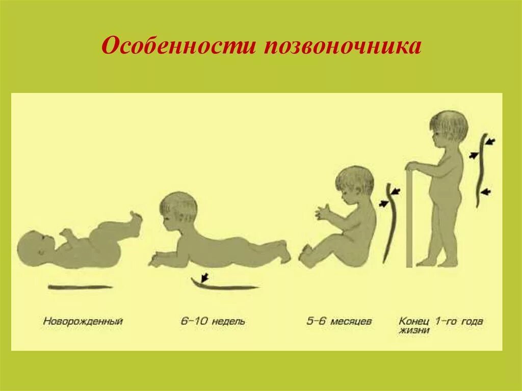 Грудной ребенок изгибы позвоночника. Функции позвоночника. Позвоночник ребенка. Отделы позвоночника кифоз. Позвоночник вид сбоку.