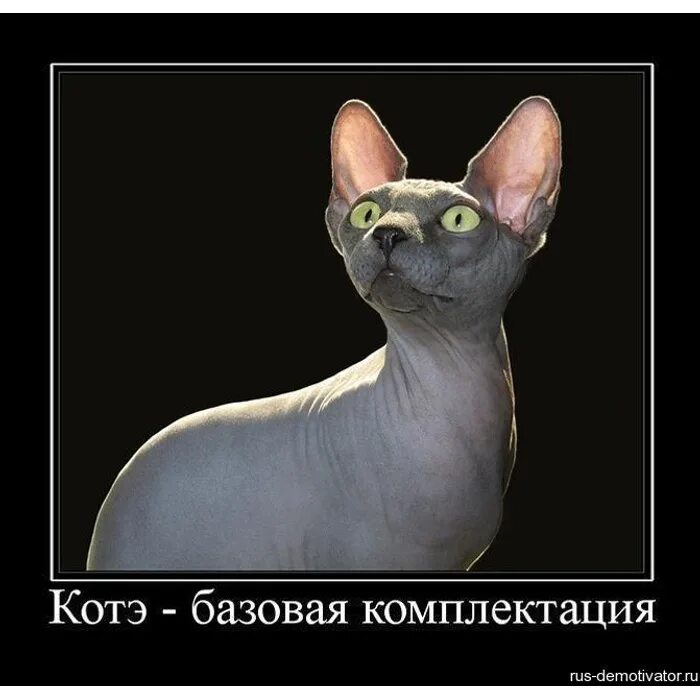 Сфинкс цитаты