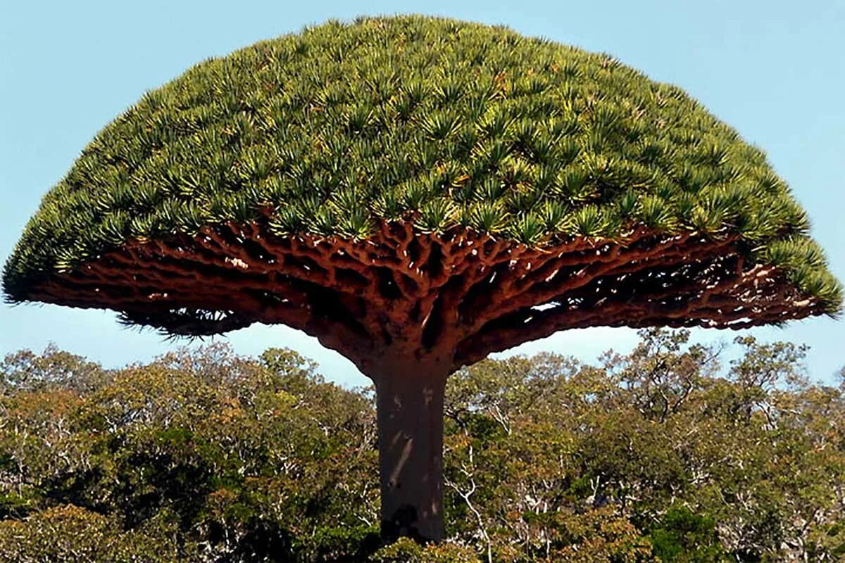 Какое дерево называют деревом жизни. Драконовое дерево Сокотра. Dracaena cinnabari. Драцена дракон Драконово дерево.