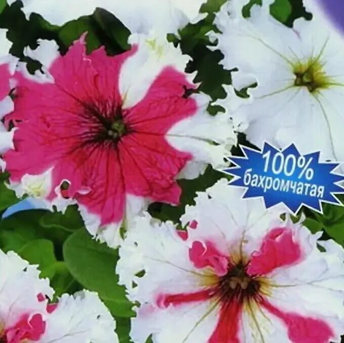 Петуния горный хрусталь. Петуния f1 фриллитуния смесь. Петуния горный хрусталь семена алтая. Аэлита петуния горный хрусталь. Петуния горный хрусталь.