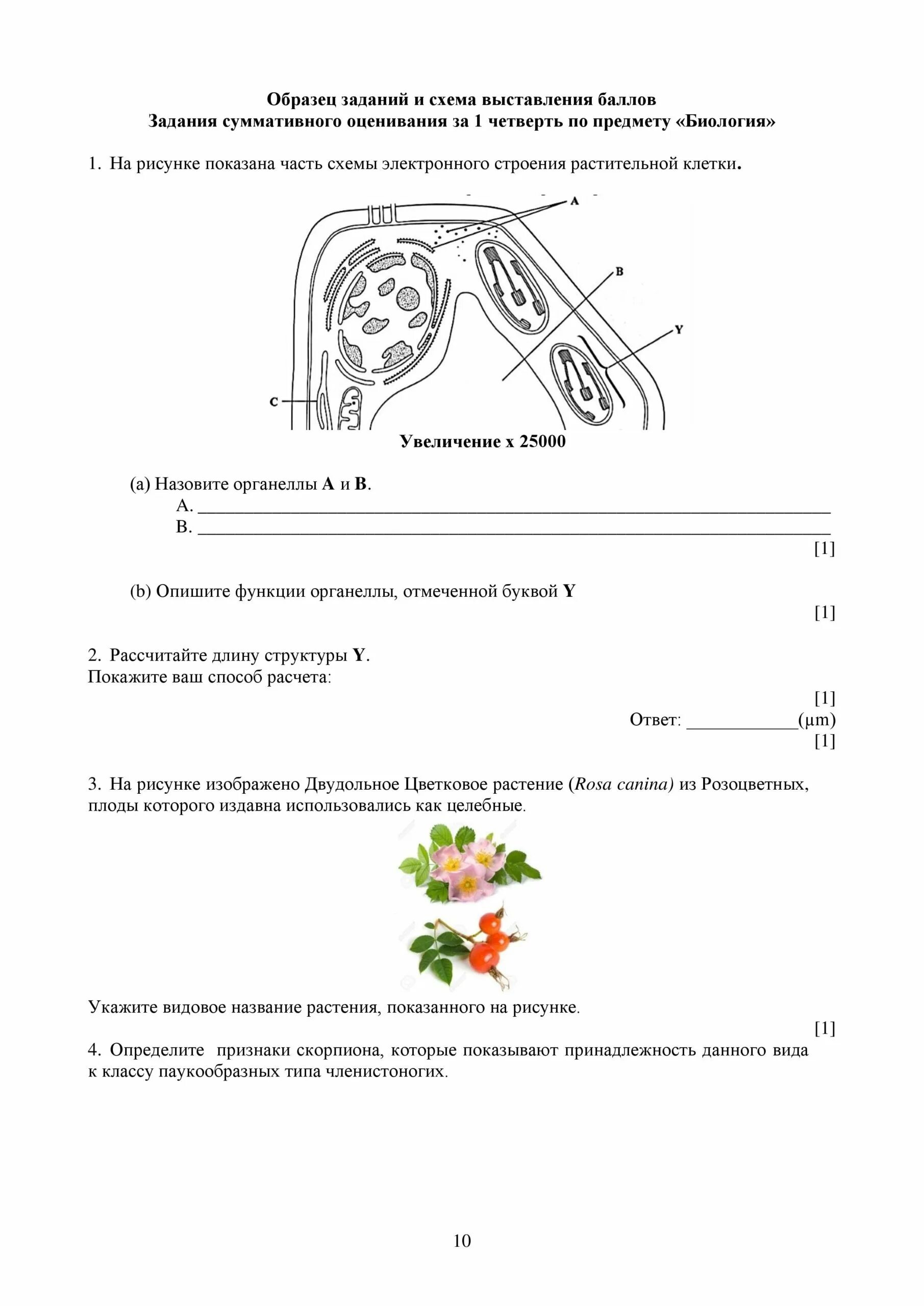 Соч по биологии 11. Соч 9 класс биология 4 четверть. Соч по биологии 7 класс 4 четверть с ответами. Соч по биологии 7 класс 3 четверть. Соч по биологии 8 класс 3 четверть.