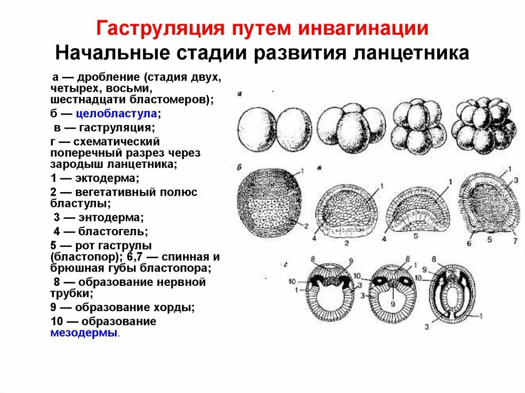 Начальные этапы онтогенеза. Типы дробления и типы бластул рисунок. Дробление зиготы схема. Этапы эмбрионального развития дробление гаструляция органогенез. Стадии дробления бластулы гаструлы образования.