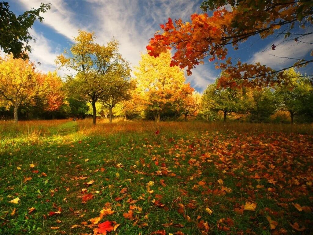 Осенний листопад. Осень листопад. Осень сентябрь. Красивый листопад.