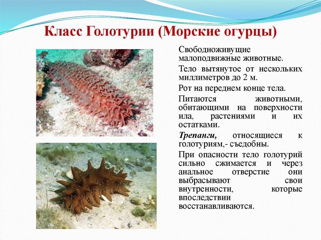 Голотурии относятся к бентосу. Тип иглокожие класс голотурии. тип иглокожие морские огурцы. голотурии трепанги характеристика. голотурия описание.