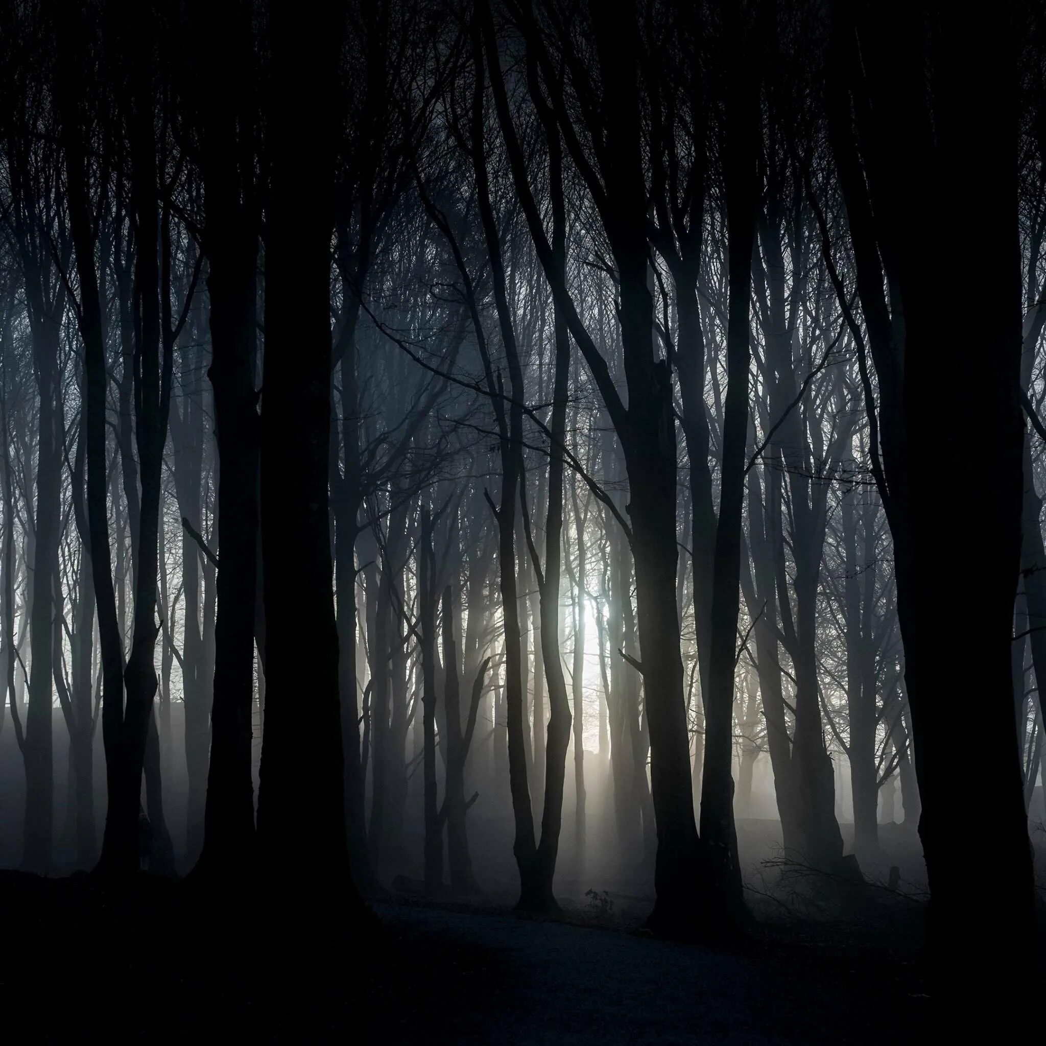 Темный лес Геншин. Мрачный лес. Ночной лес. Готический лес. Мрак мрачный