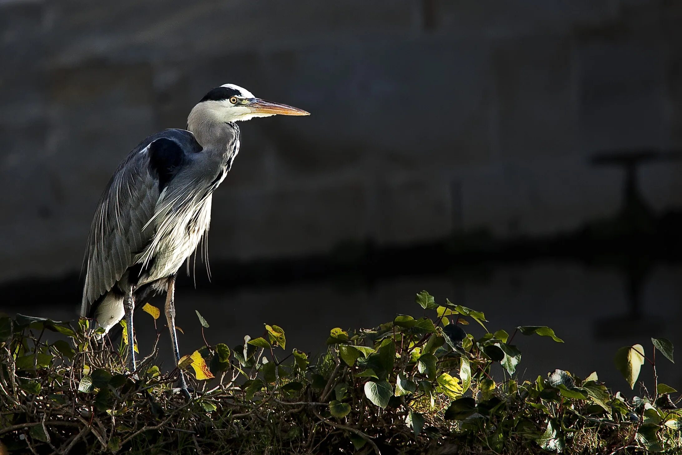 Биосферный заповедник астрахань. Большая белая цапля. Цапля рисунок. Цапли прилетели. Серая хохлатая цапля.