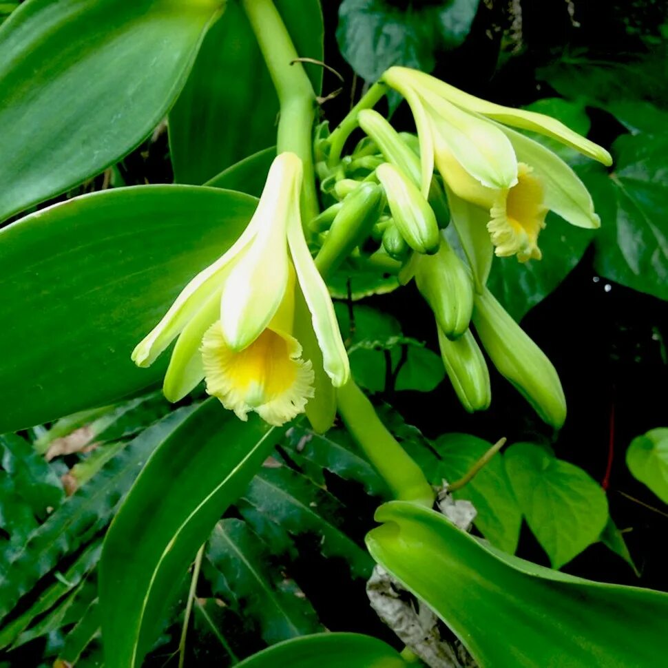 Vanilla tree. Орхидеи vanilla planifolia. орхидея ваниль плосколистная.