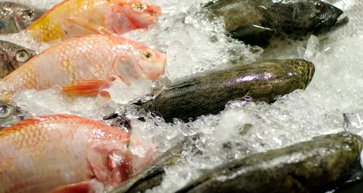 Оттаивание рыбы. Оттаивание рыбы на воздухе. Оттаивание мороженой рыбы. Айс Фиш рыба.