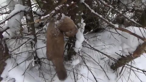 Охота петлями на волка