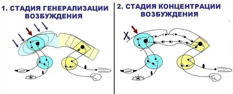 Основные стадии формирования условного рефлекса. Стадия генерализации условного рефлекса. Стадии образования условного рефлекса. Стадии формирования условного рефлекса физиология.