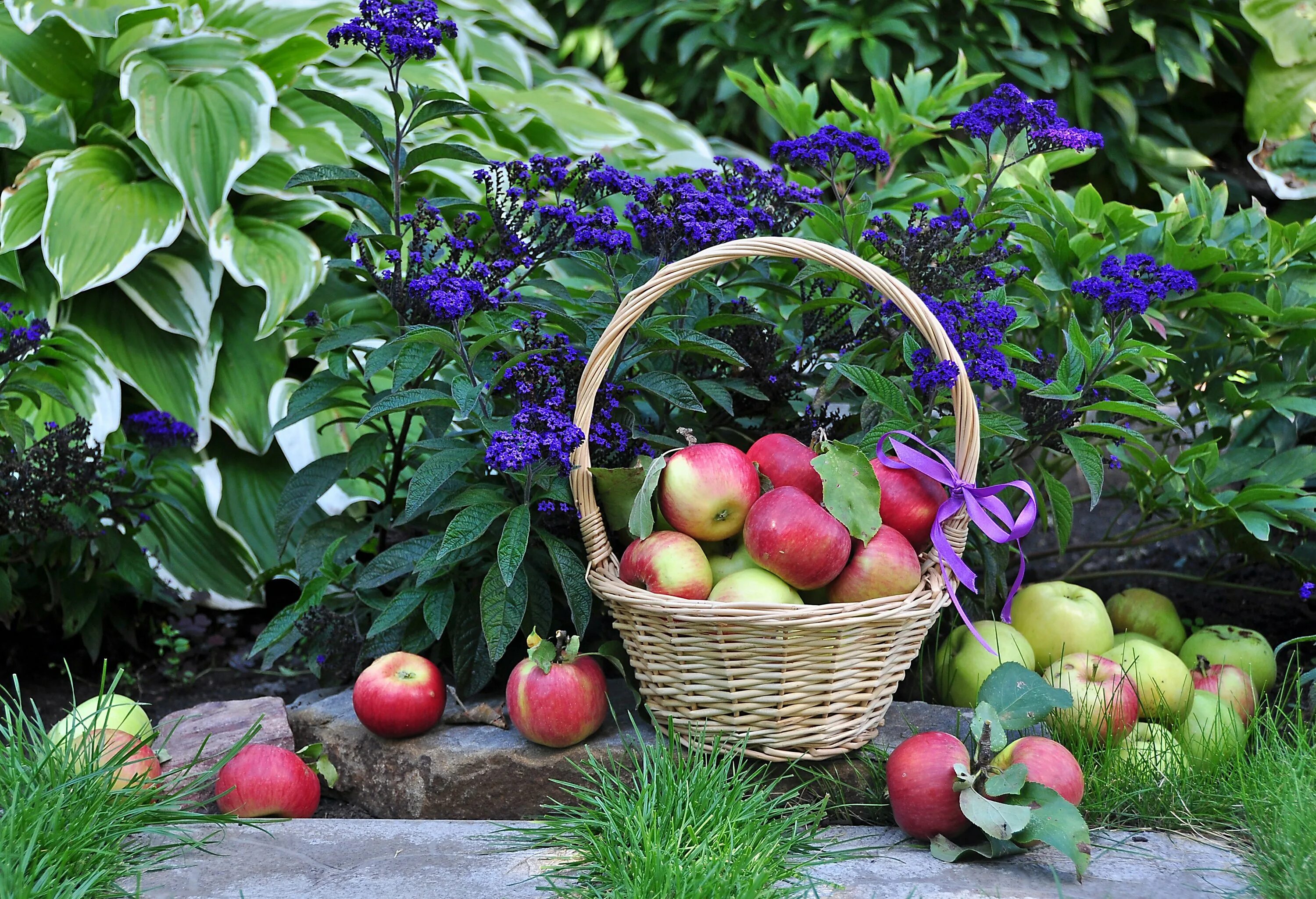 Сад с фруктами. Яблоки в саду. Корзина с фруктами в саду. Корзинки с фруктами с огорода.